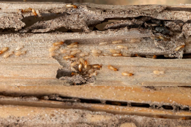 Best Mosquito Control Services  in La Plata, MO